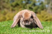 Teddytassens Pearl (satinrex)
